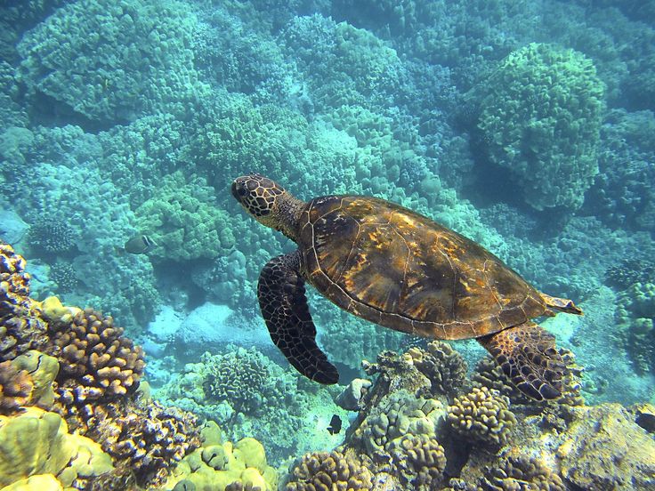 Hikkaduwa Coral Sanctuary