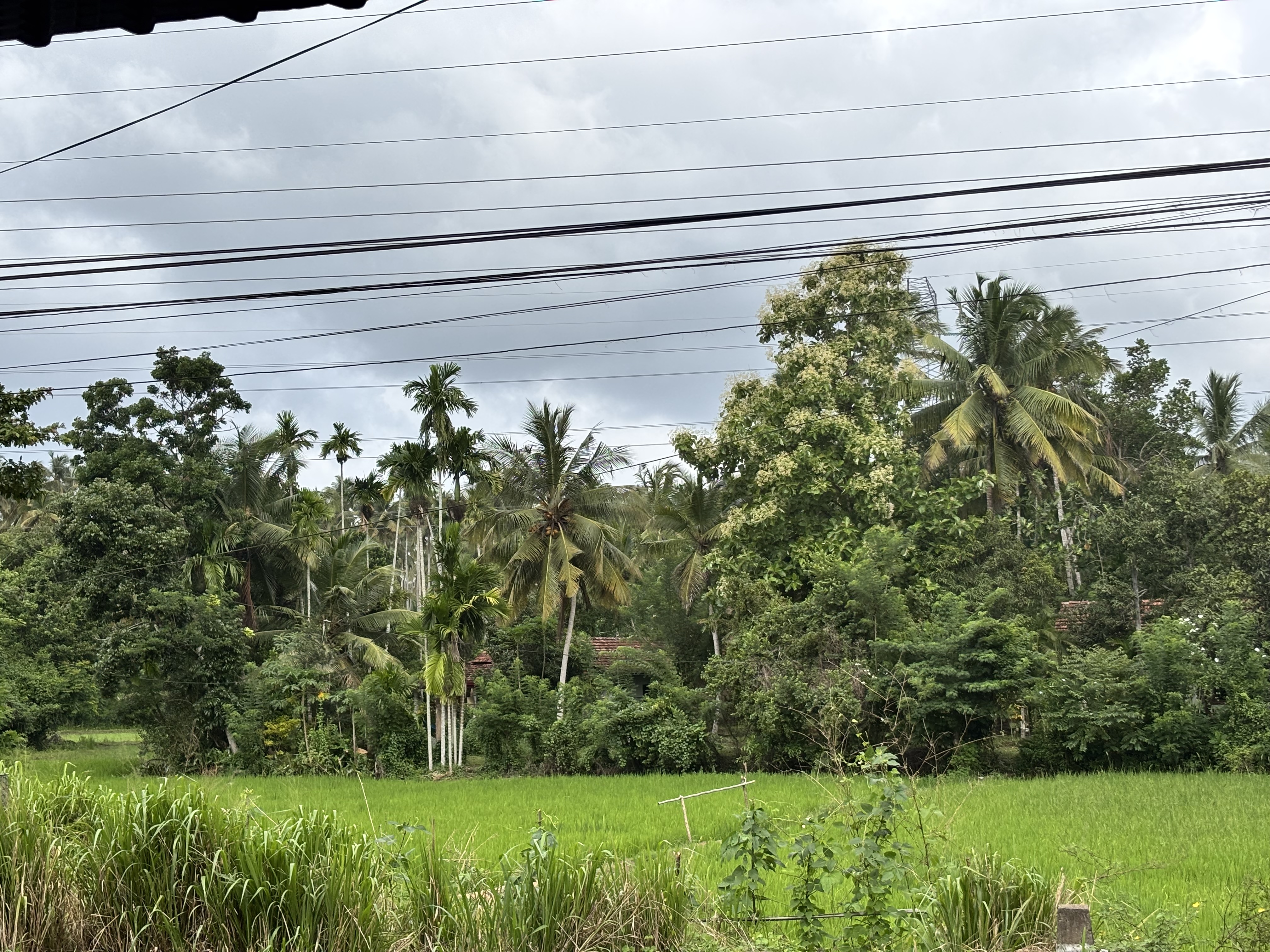 Traditional rice paddy field cultivation in Sri Lanka