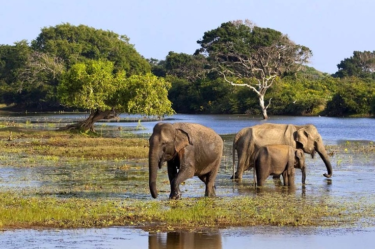 Yala National Park